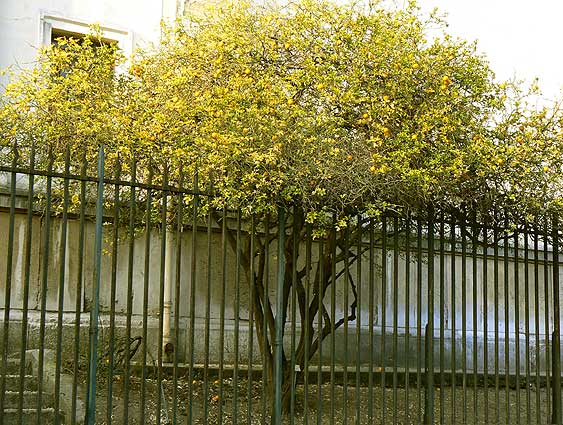 نارنج سه برگ